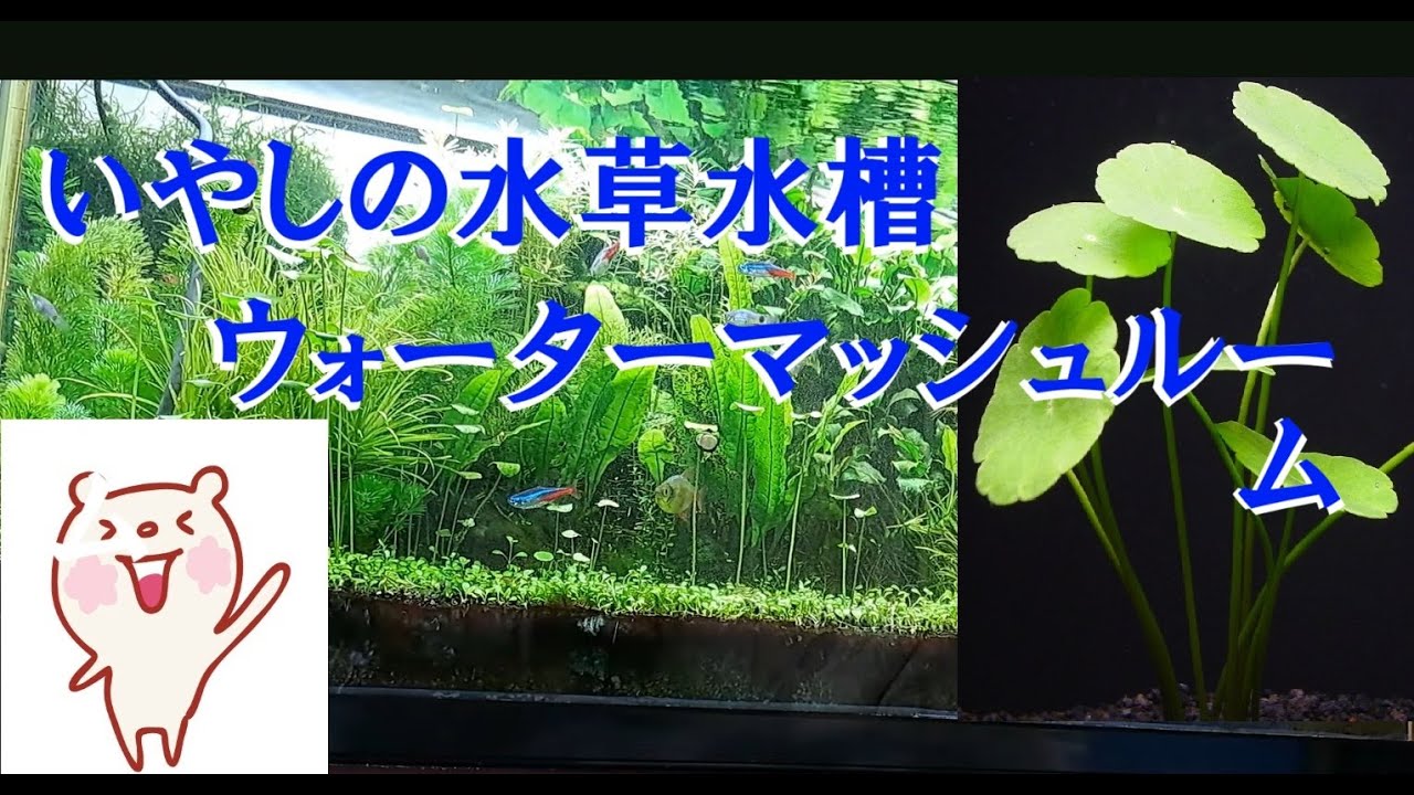 ウォーターマッシュルーム Aquatic plant tank: Water mushroom (water coin) - YouTube