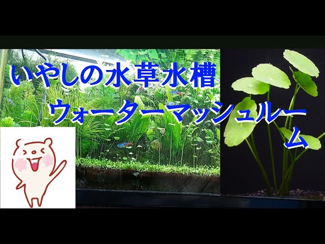 ウォーターマッシュルーム sddefault.jpg