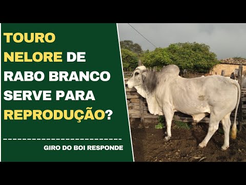 TOURO NELORE COM RABO BRANCO SERVE PARA SER UM BOM REPRODUTOR?