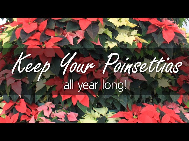 Discover the Enchanting World of Red Poinsettias: A Festive Symbol Unraveled 3 sddefault