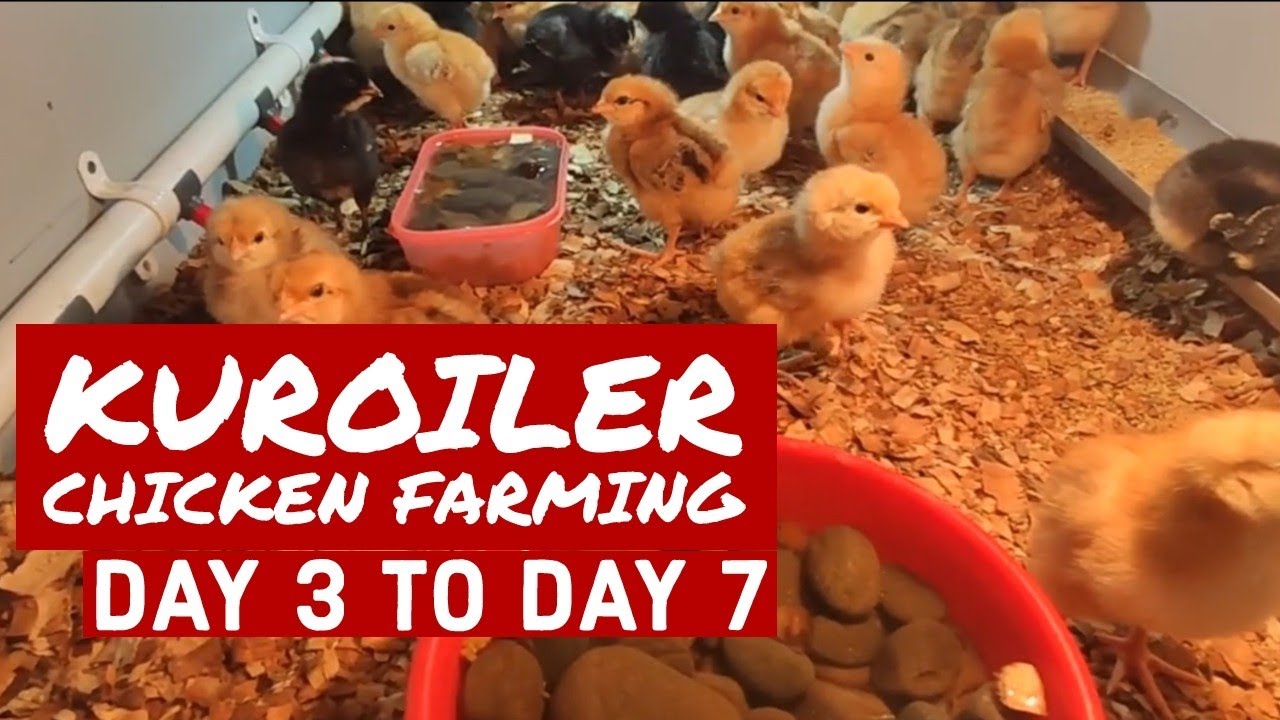 kuroiler-chicken-farming-for-beginners-day-3-to-day-7-youtube