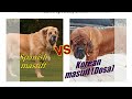 Korean mastiff vs Spanish mastiff. の動画、YouTube動画。