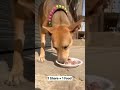 Today I fed a hungry street dog 🥺🐶Please support and spread kindness❤️🙏#dog#helpinganimals#kindness