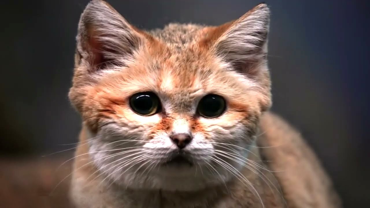 This Cat Can Survive Without Water For Weeks YouTube This Cat Can Survive Without Water For Weeks YouTube