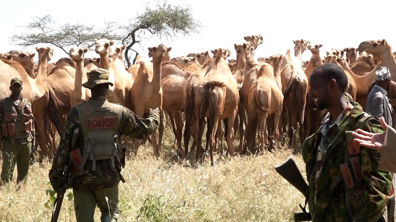 ZAIDI YA NGAMIA MIA MBILI ZILIZOIBIWA ZAPATIKANA