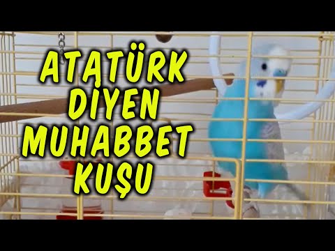 MUSTAFA KEMAL ATATÜRK DİYEN MUHABBET KUŞU | 18 MART ÇANAKKALE ZAFERİ İÇİN BONCUKTAN ÖZEL VİDEO