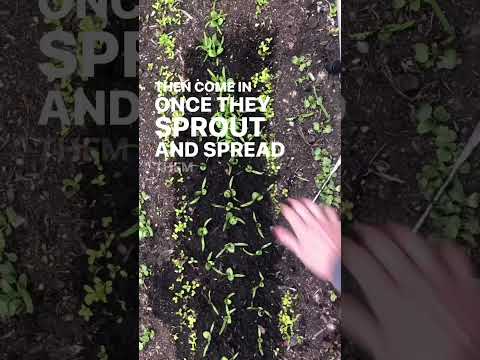 Videó: Göndör levelű spenót információ: Ismerje meg a savoyai spenót növények termesztését