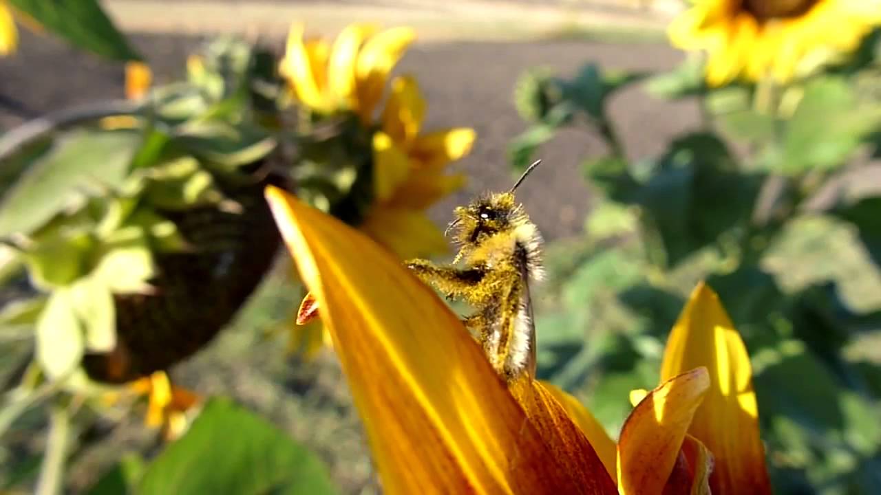 beetlejuice ✨44✨Bee you T full slow mo 120fps HD