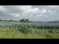 Agave fields in Jalisco Mexico