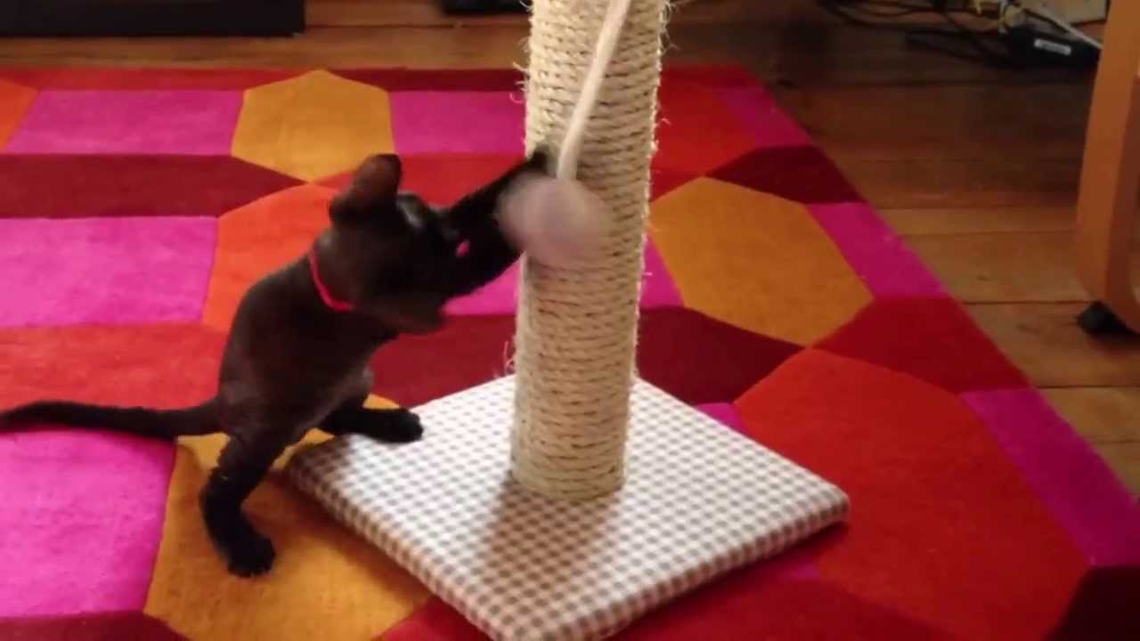  Pixie Scratching post heaven YouTube