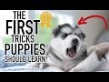 The First 3 Tricks You Should Teach Your Husky!