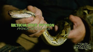 The Reticulated Python: Zilla Beyond the Glass - Episode 8