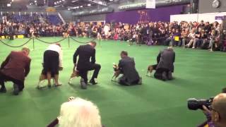 Miss P the Beagle Best of Breed at Westminster dog show in 2015