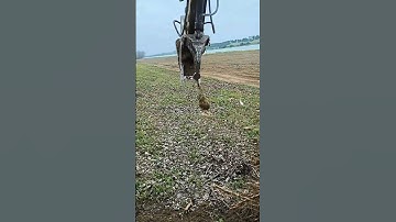 I worked very hard to uproot the tree roots #shorts