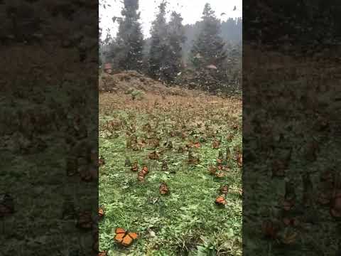 Video: Rezervati metuljev Monarch v Mehiki