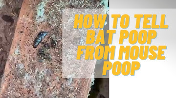 Hot to Tell Bat Poop From Mouse Poop