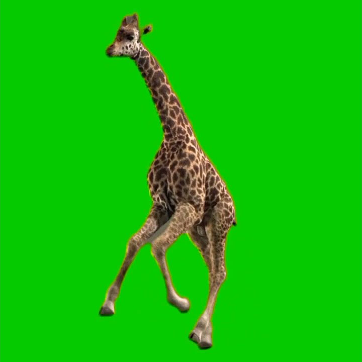 Mentahan Green Screen 3D Hewan Jerapah ❗#greenscreen #hewan #jerapah