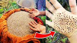 Terrible Termite Egg Hunting For Fishing - Hunting Traditional Natural Ground Bait for Catching Fish