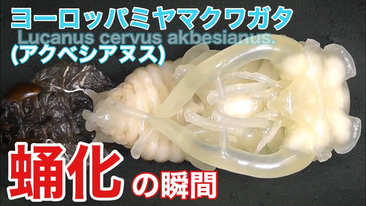 超貴重】ヨーロッパミヤマクワガタの蛹化【アクベシアヌス】 The