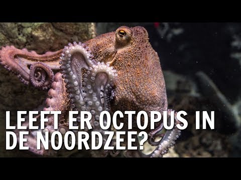 Video: Er Wordt Aangetoond Dat De Tentakels Van De Octopus Zelf Beslissen Hoe - Alternatieve Mening