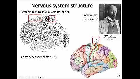 NEUR 2000 Section 02 Part 1 November 11