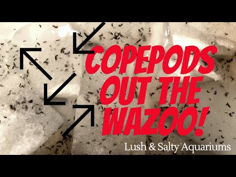 How to: Feeding live copepods to Mandarin Goby /Saltwater Fish