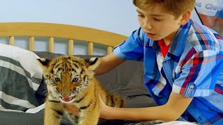 طفل قرر يربي نمر ويحميه بدون علم عائلته لكن النمر يسبب مشاكل كبيرة للطفل  | ‏A Tiger's Tail