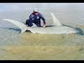 Landbased Shark Fishing Ep 3 Hammerhead Shark