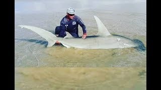 Landbased Shark Fishing Ep 3 Hammerhead Shark