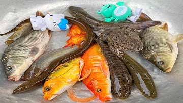 Kem Chanel lấy xe rùa chở các con vật thả vào bể bơi, con cá, cá chép, cá chuối, con mèo, cá vàng.