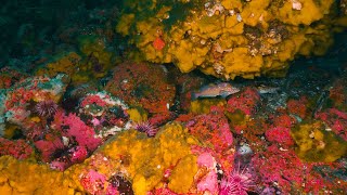 Diving Grouse Island | Vibrant Colours beneath British Columbia