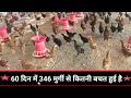 देसी आर आई आर मुर्गी का 60 वा दिन।।desi poultry free range farming।।desi murgi palan kaise kren।।M,Q