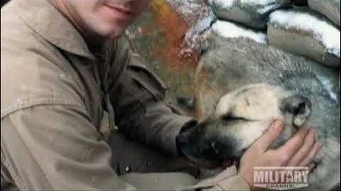 No Dog Left Behind - Premieres Nov 15 at 10/9c