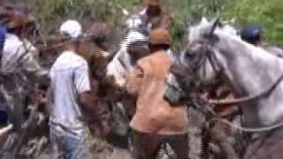 SELA RASGADA  - PEGA DE BOI