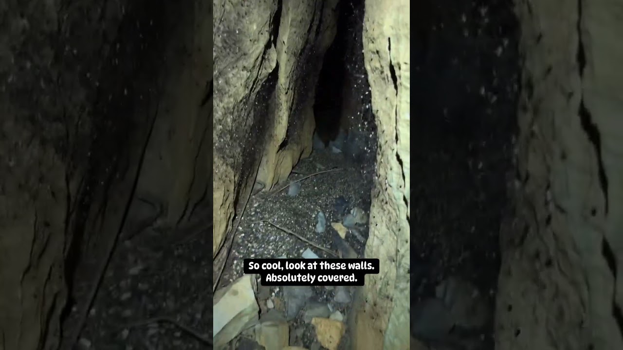 А вы бы зашли в эту пещеру? Пауки ВЕЗДЕ! 