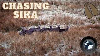 Chasing Sika