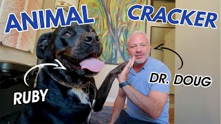 OLD ROTTWEILER ~ MADLY in LOVE with her CHIROPRACTOR (PART 7 of 9)