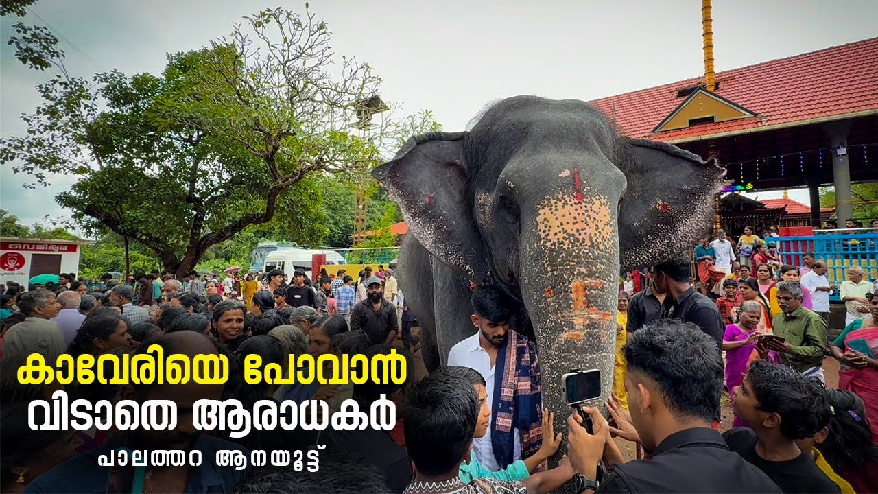 കാവേരിയെ പോവാൻ വിടാതെ ആരാധകർ  😳😳 I Kaveri Palathara Bhagavathy Temple Aanayoottu #aana #kaveri