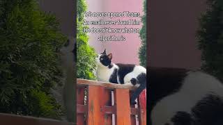 A cat’s life #relax #yahoomail #kindregards #cats_of_instagram #vecinata 🐈⬛🐈