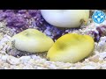 【チャーム】海水魚 貝 キイロタカラガイ Cypraea moneta タカラガイ charm動画