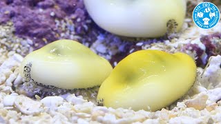 【チャーム】海水魚 貝 キイロタカラガイ Cypraea moneta タカラガイ charm動画
