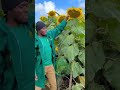 Alizeti Kutoa Vichwa Vingi Youtubeshorts Trendingshorts 