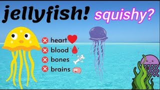 Jellyfish for Kids | Learn more about jellyfish for Kids