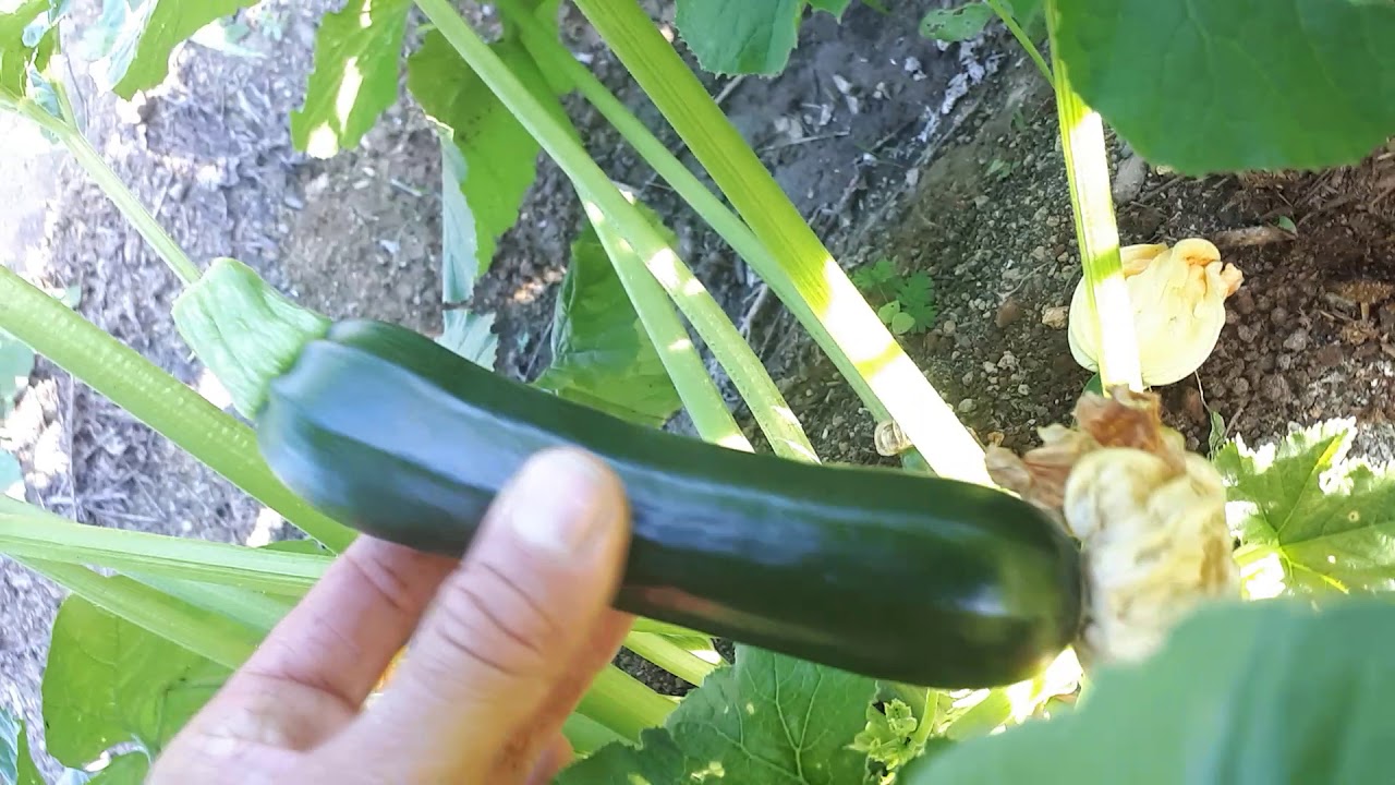 Organic control of caterpillars in the veggie garden YouTube