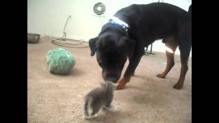 Kittens Meet Rottweiler for first time