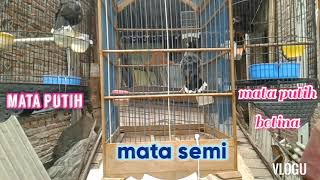 jalak kebo mata putih vs mata semi