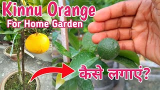 small Orange plant for home garden