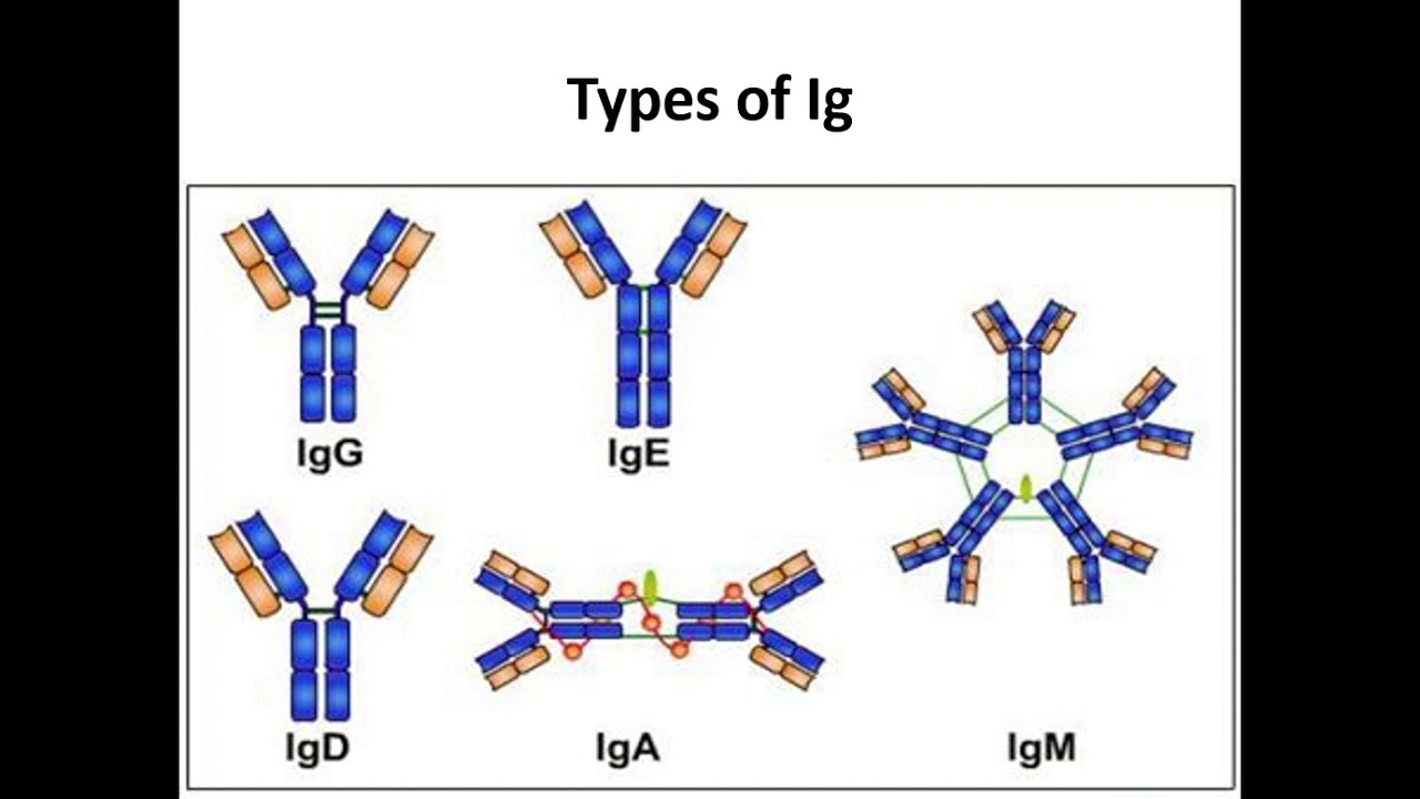 Иммуноглобулинов класса igg. Строение иммуноглобулина g иммунология. Иммуноглобулин g1 строение. Молекулярное строение иммуноглобулина g. Схема строения иммуноглобулинов различных классов.