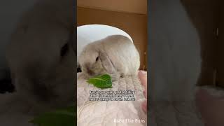 Signs my bunny isn't feeling well