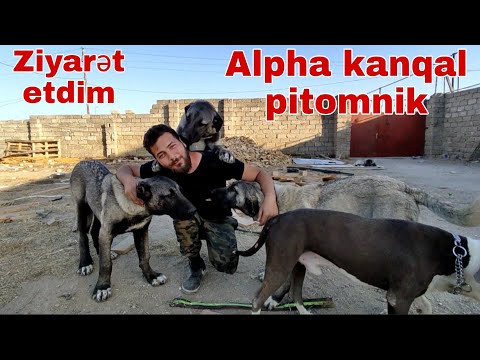 Alpha kanqal pitomnik ABBAS sı ziyarət etdim #kanqal #malinois #almankurdu